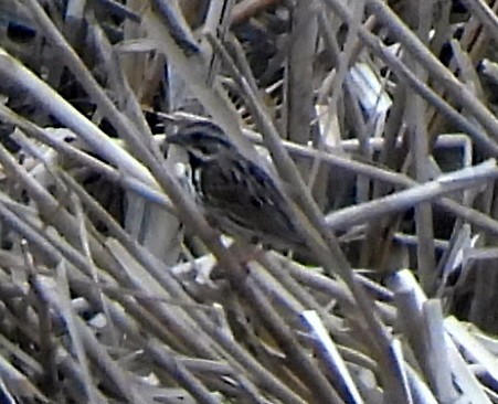 Black-and-white Warbler - ML618298925