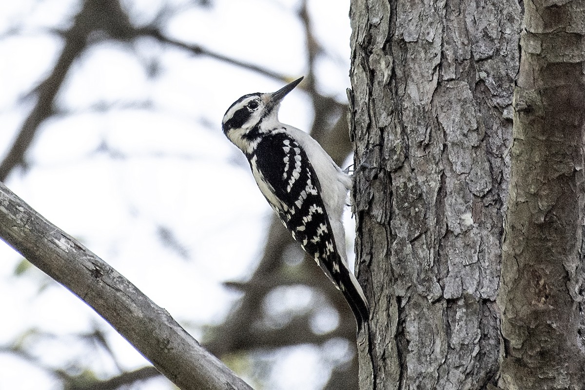 Hairy Woodpecker (Eastern) - ML618298935