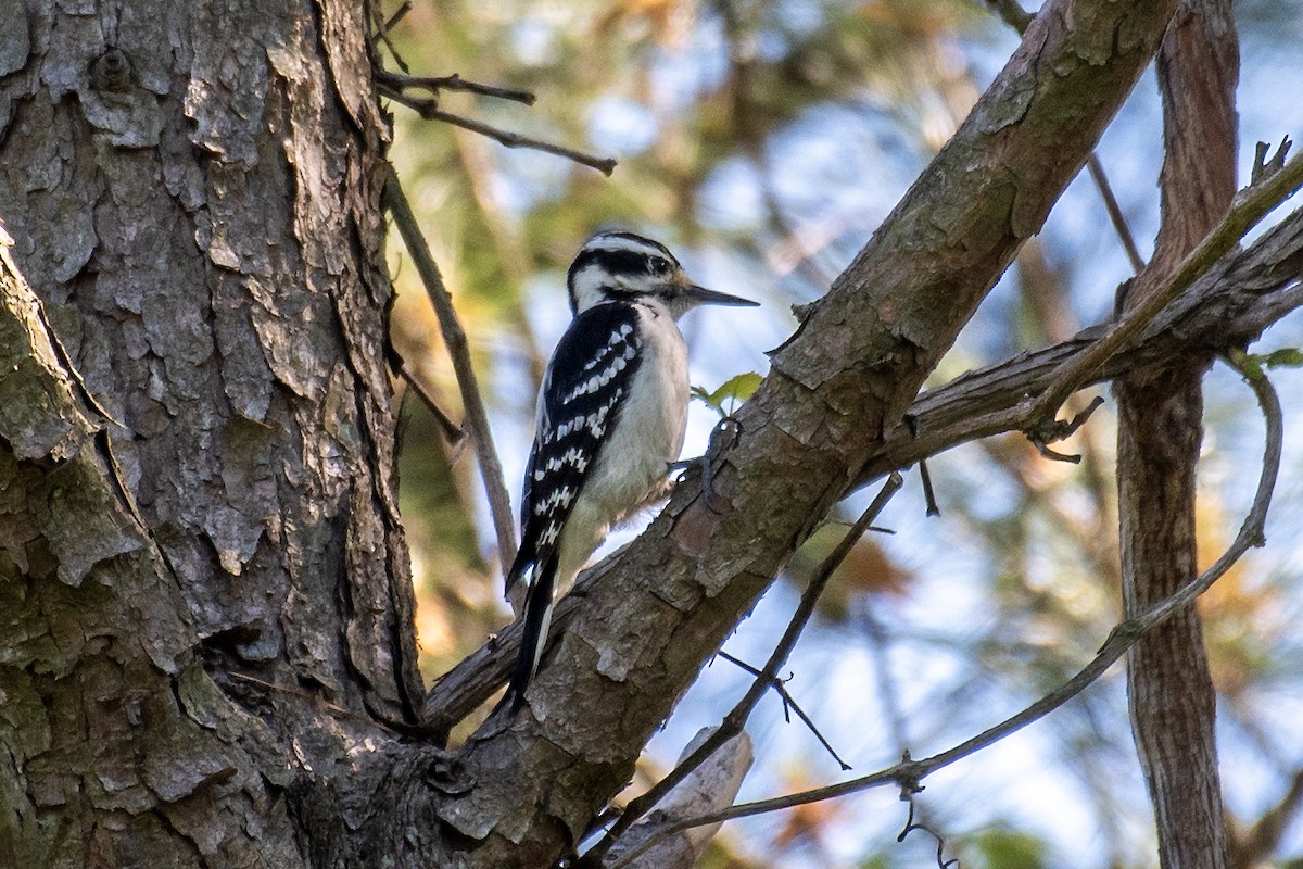 Hairy Woodpecker (Eastern) - Donna Wadsley