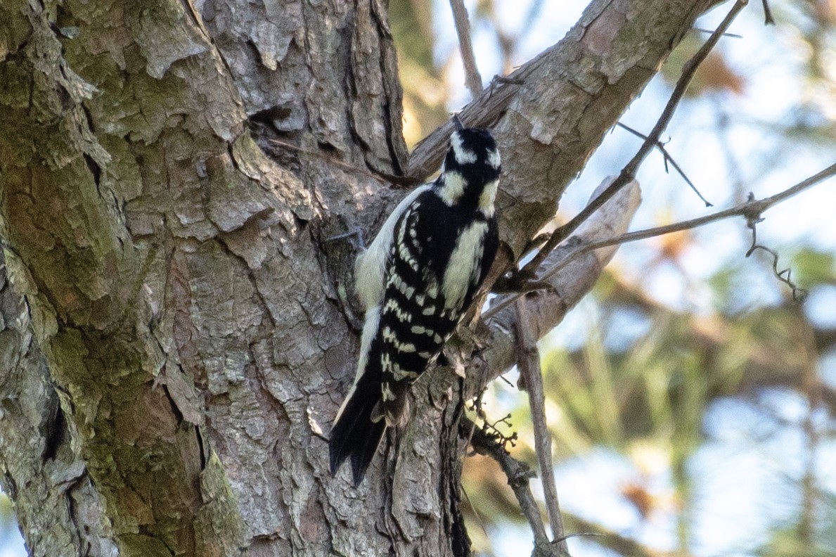 Hairy Woodpecker (Eastern) - ML618298937