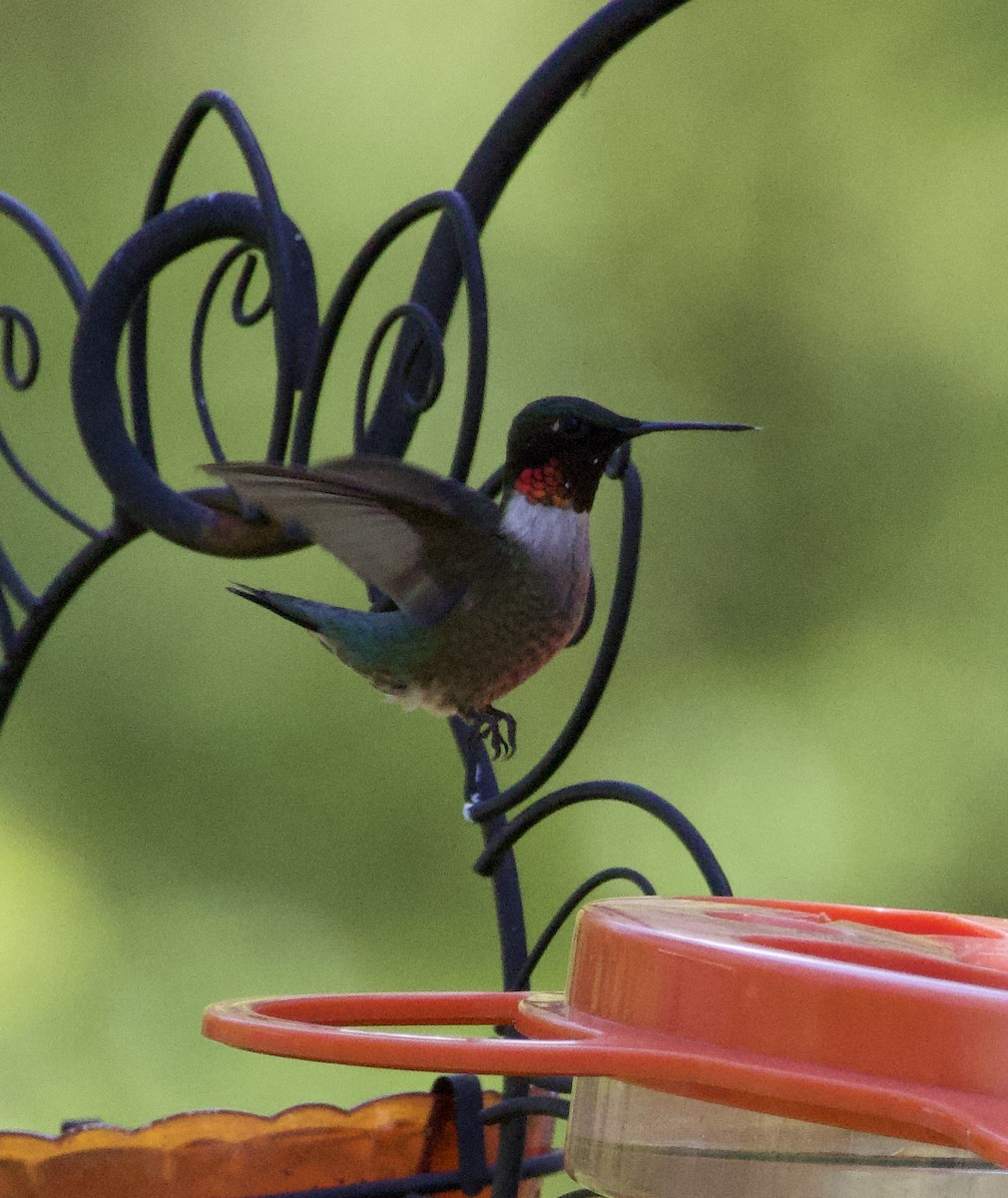 Ruby-throated Hummingbird - ML618298949
