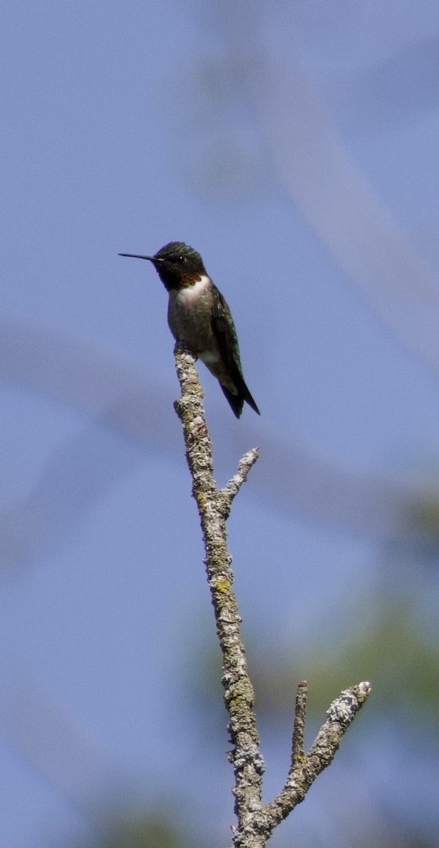 Ruby-throated Hummingbird - ML618298950