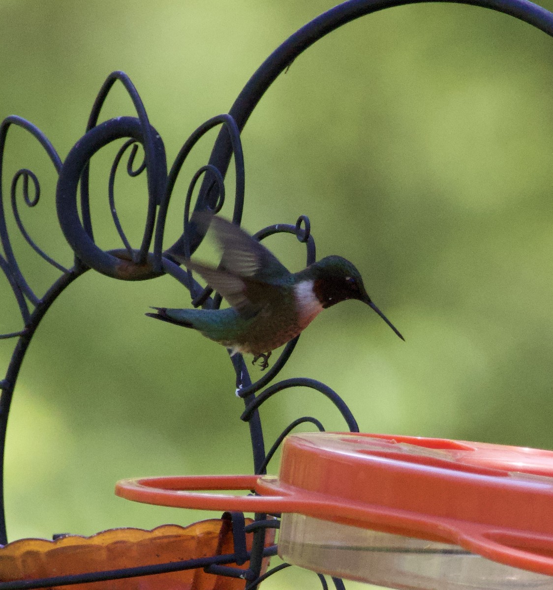 Ruby-throated Hummingbird - ML618298951