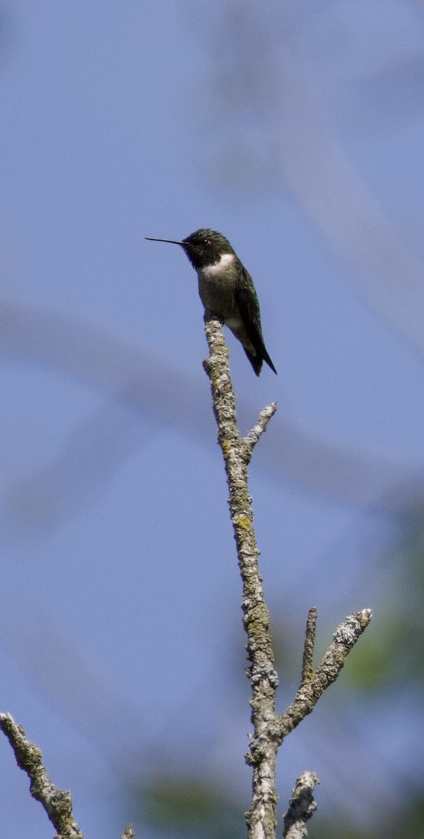 Ruby-throated Hummingbird - ML618298954
