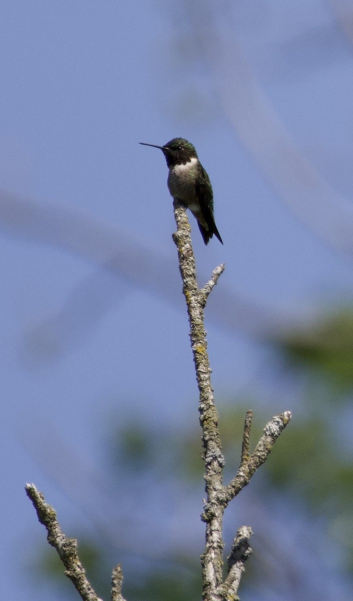 Ruby-throated Hummingbird - ML618298956