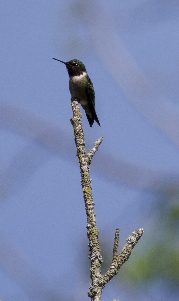 Ruby-throated Hummingbird - ML618298957