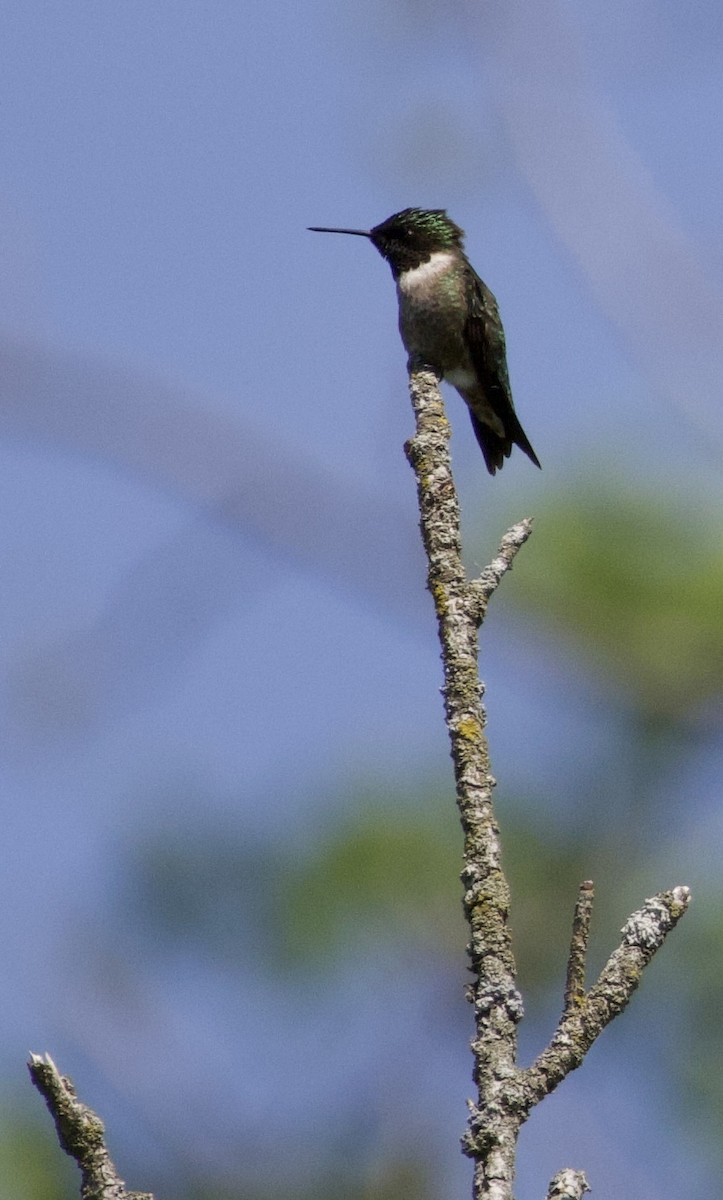 Ruby-throated Hummingbird - ML618298960