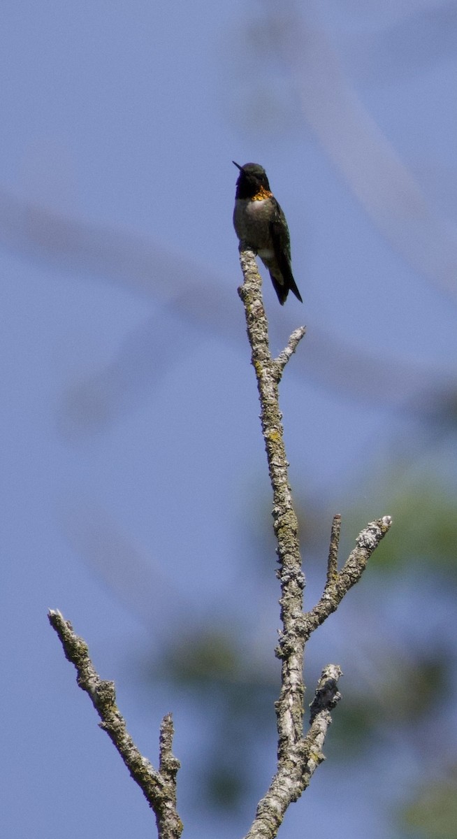 Ruby-throated Hummingbird - ML618298962
