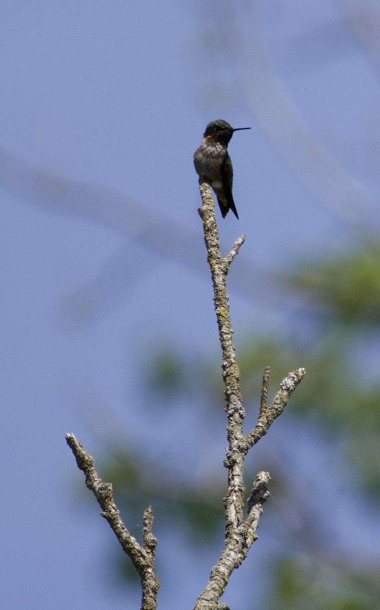 Ruby-throated Hummingbird - Katrina Devine