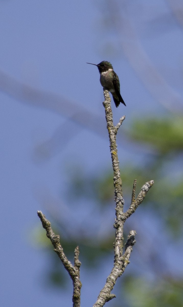Ruby-throated Hummingbird - ML618298964