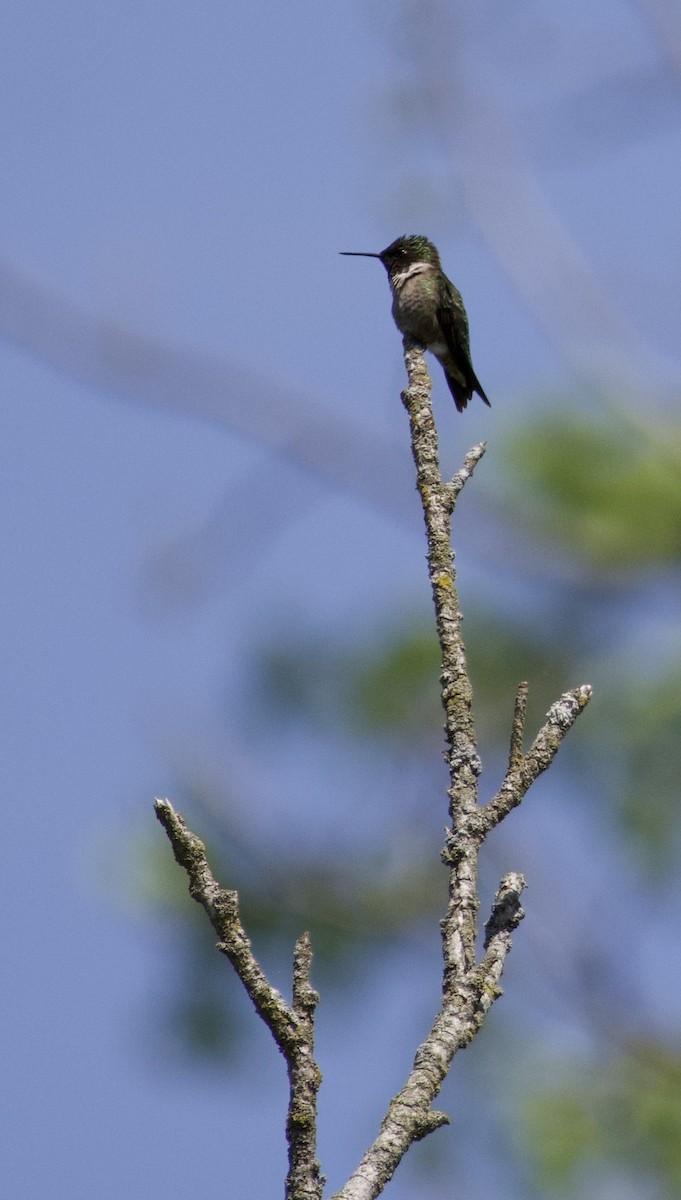 Ruby-throated Hummingbird - ML618298965