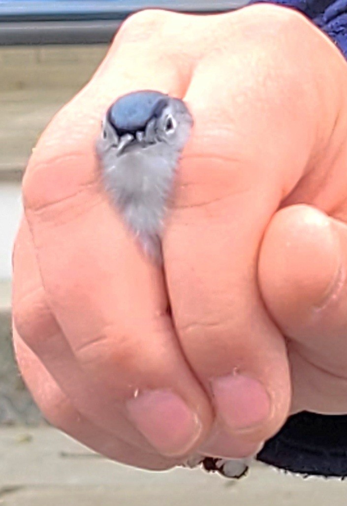 Blue-gray Gnatcatcher (caerulea) - Samuel Harris