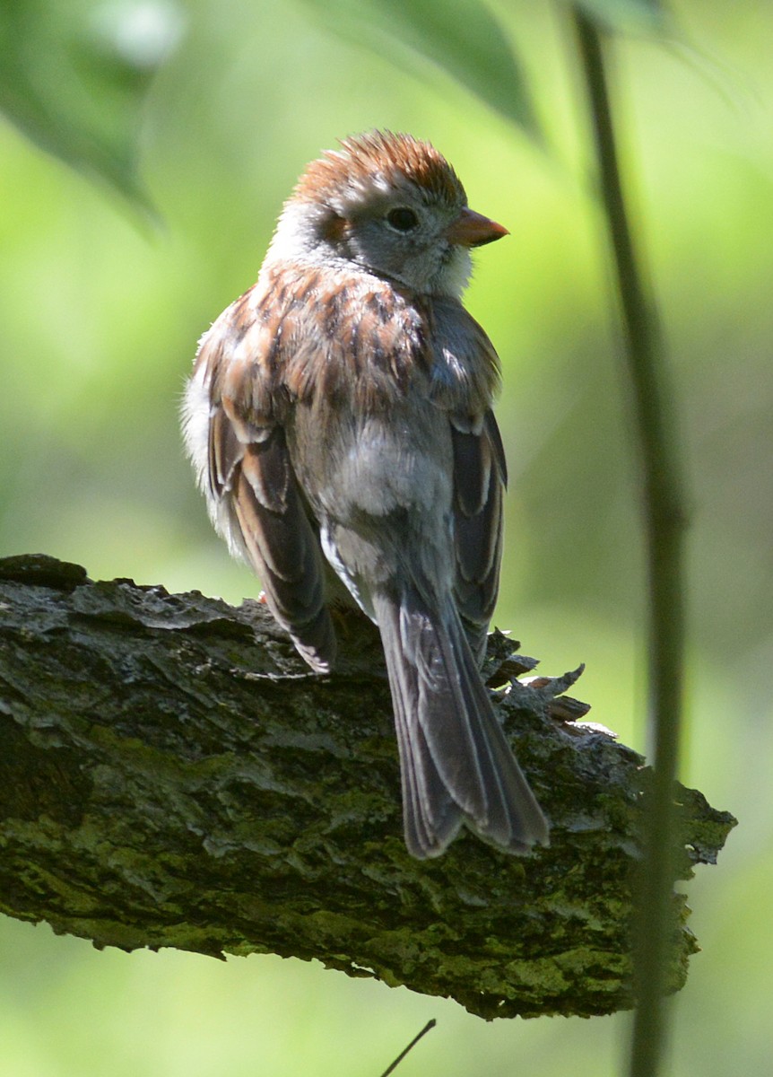 Field Sparrow - ML618298986