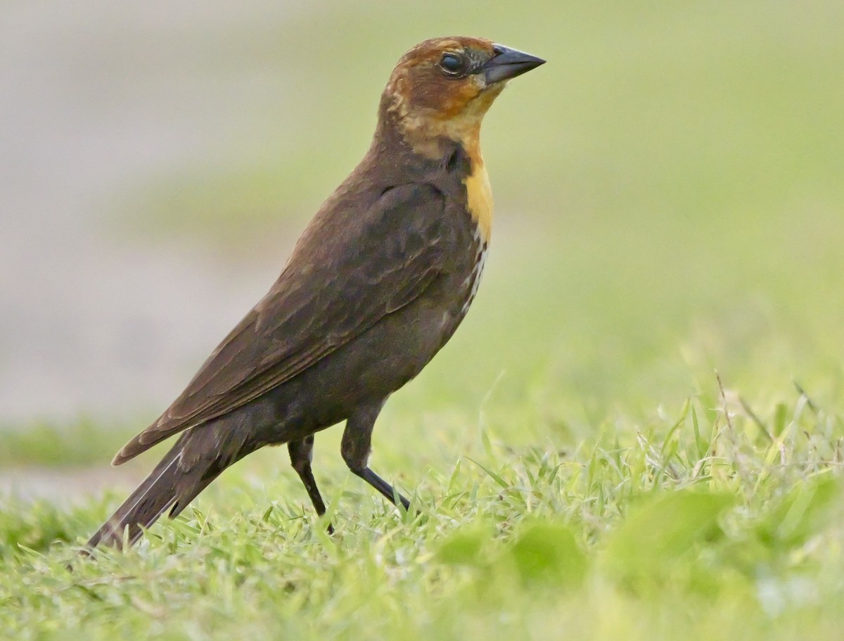 Yellow-headed Blackbird - ML618298987