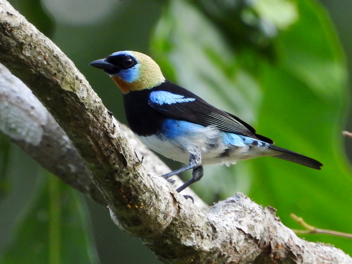 Golden-hooded Tanager - Mary Leigh