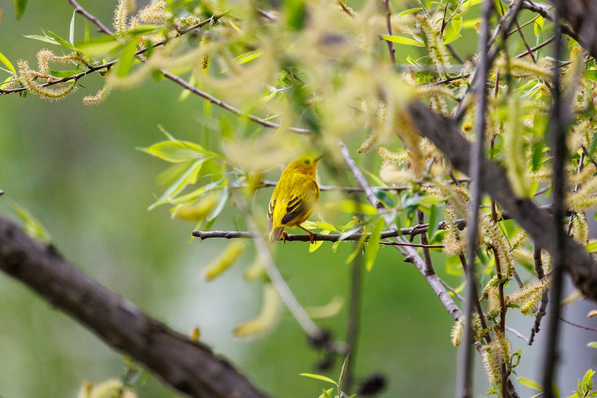Yellow Warbler - Leena M