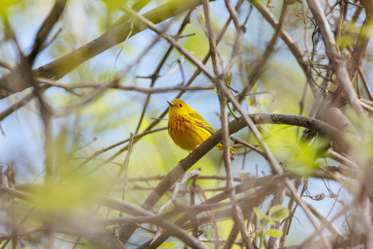 Yellow Warbler - ML618299012