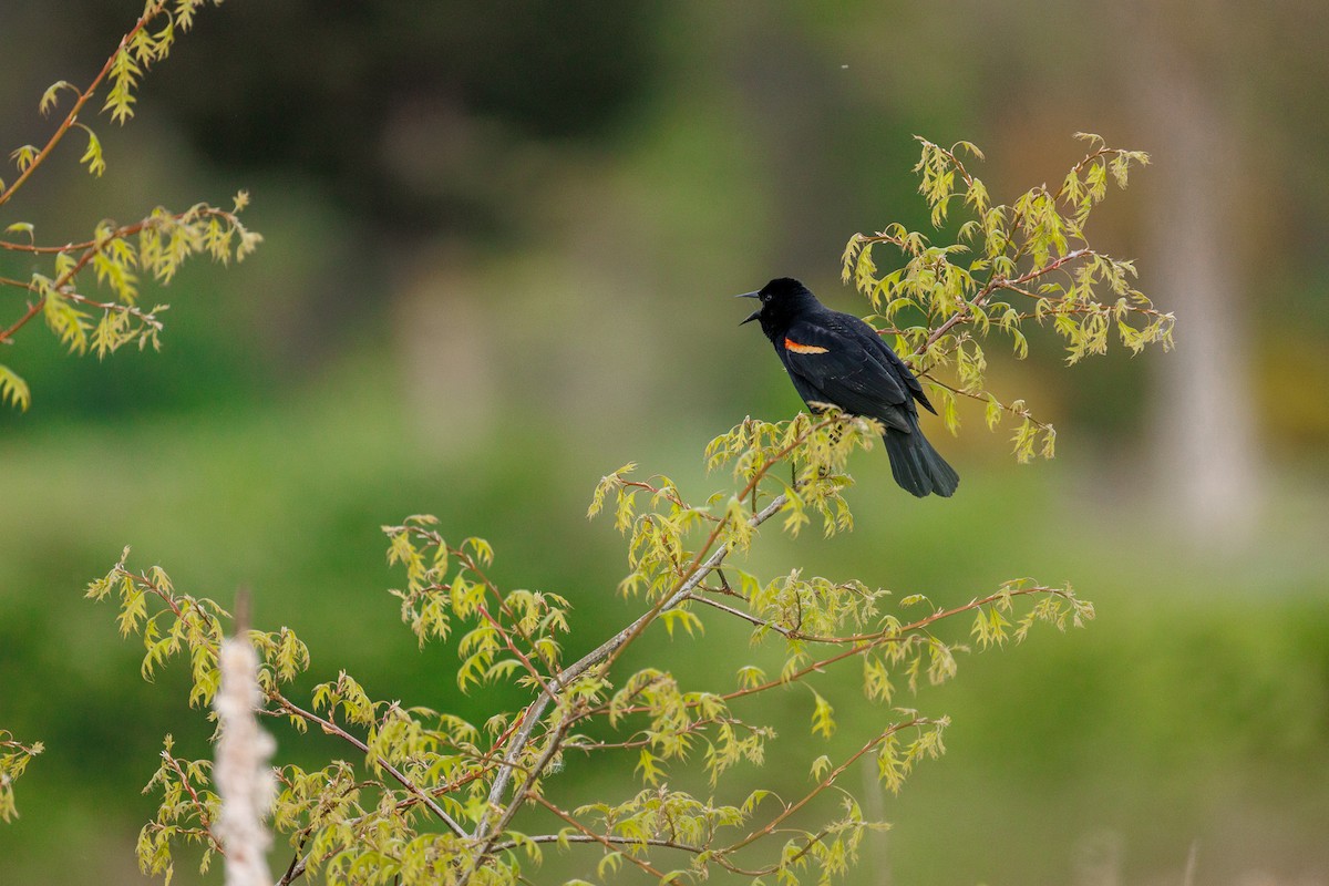 Red-winged Blackbird - Leena M