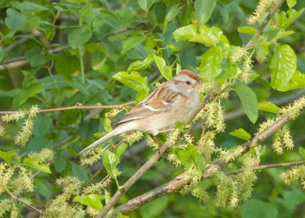 American Tree Sparrow - ML618299059