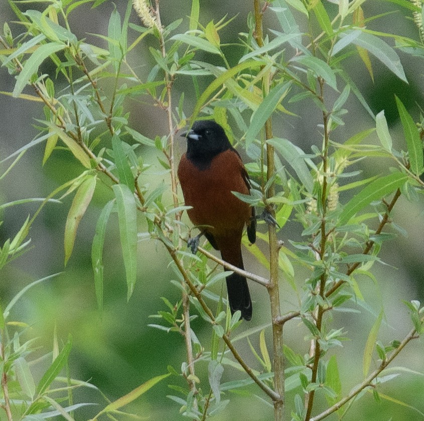 Orchard Oriole - ML618299096