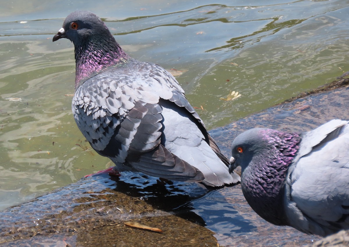 Rock Pigeon (Feral Pigeon) - ML618299102