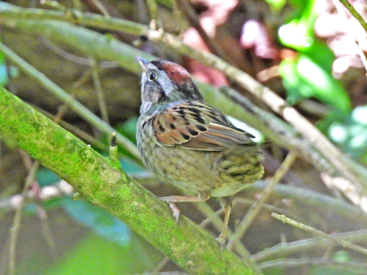 Swamp Sparrow - ML618299120