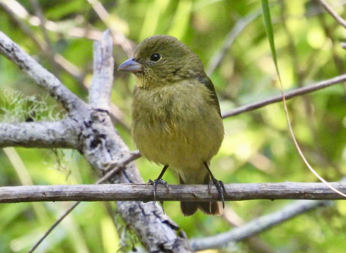 Painted Bunting - ML618299121