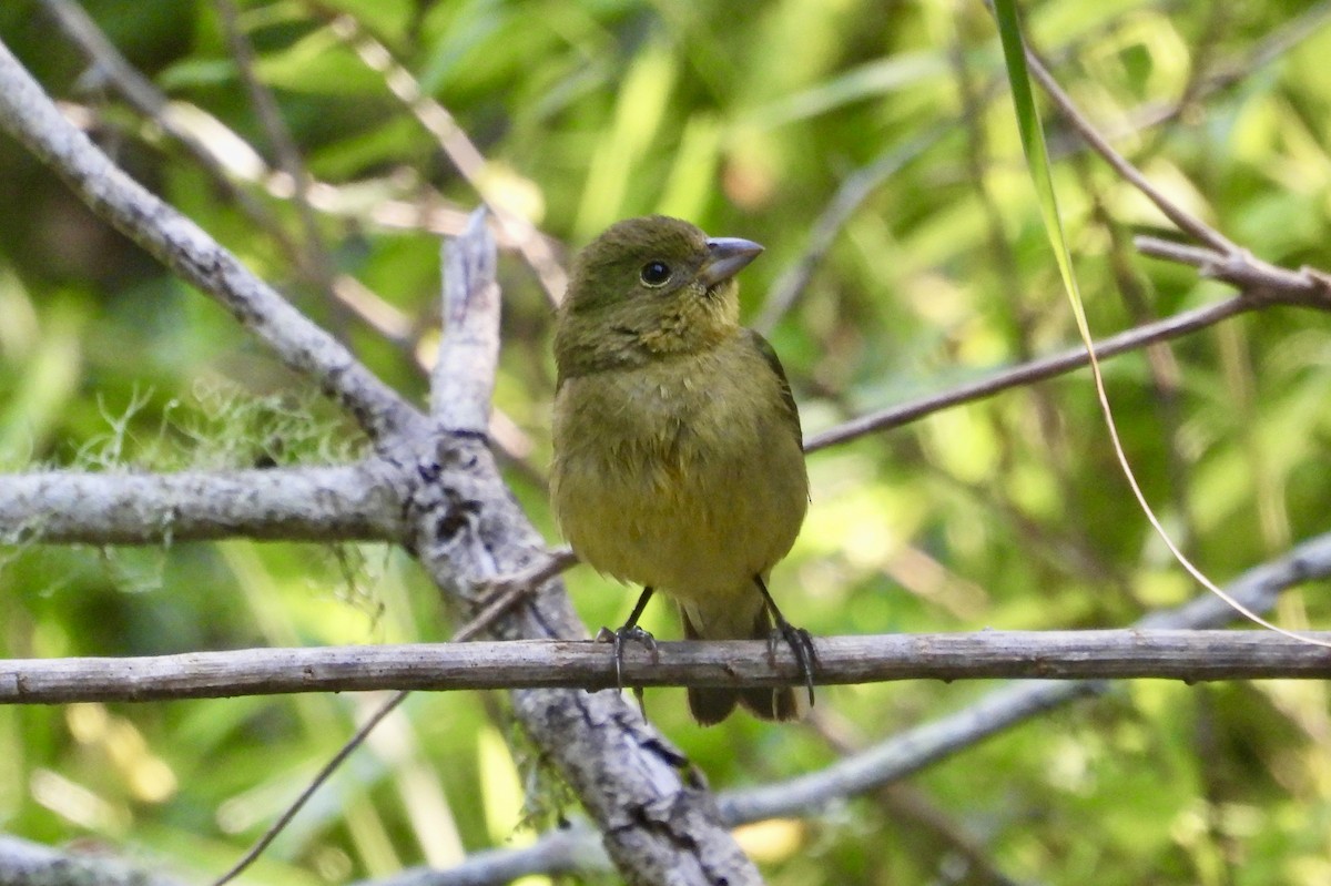 Painted Bunting - ML618299122
