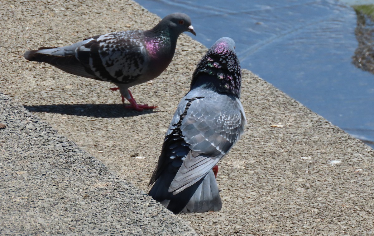 Rock Pigeon (Feral Pigeon) - ML618299134