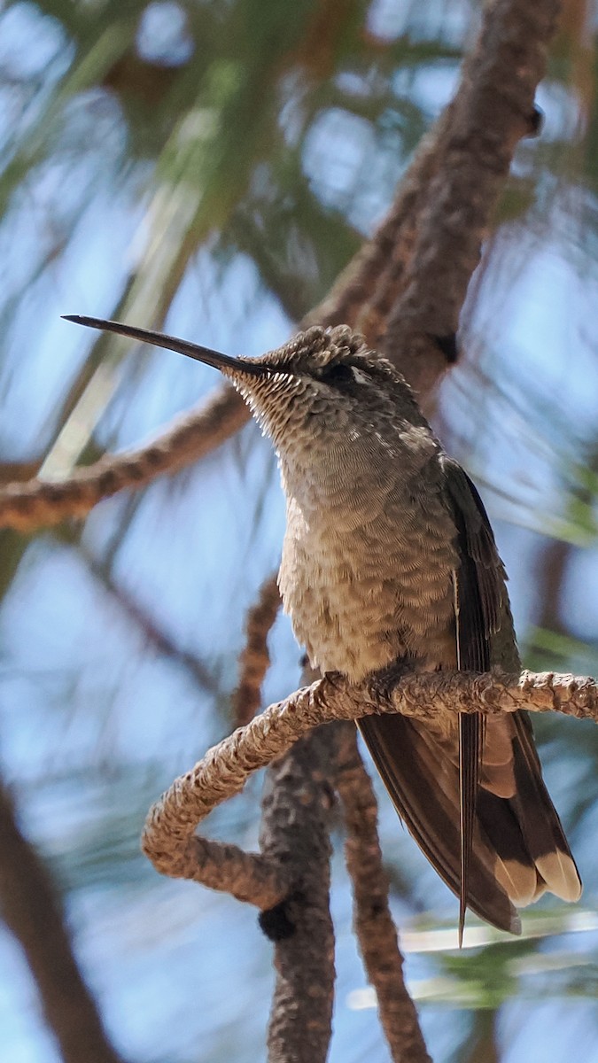 Rivoli's Hummingbird - Scott Tuthill