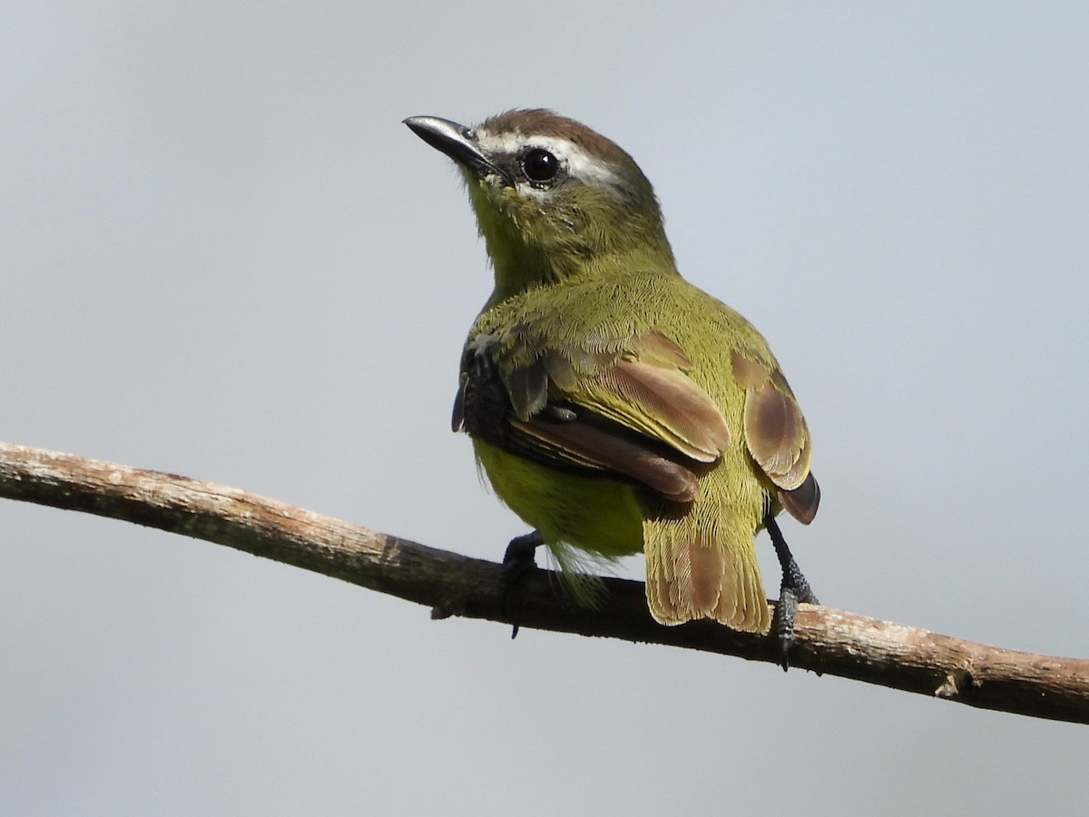Brown-capped Tyrannulet - ML618299145