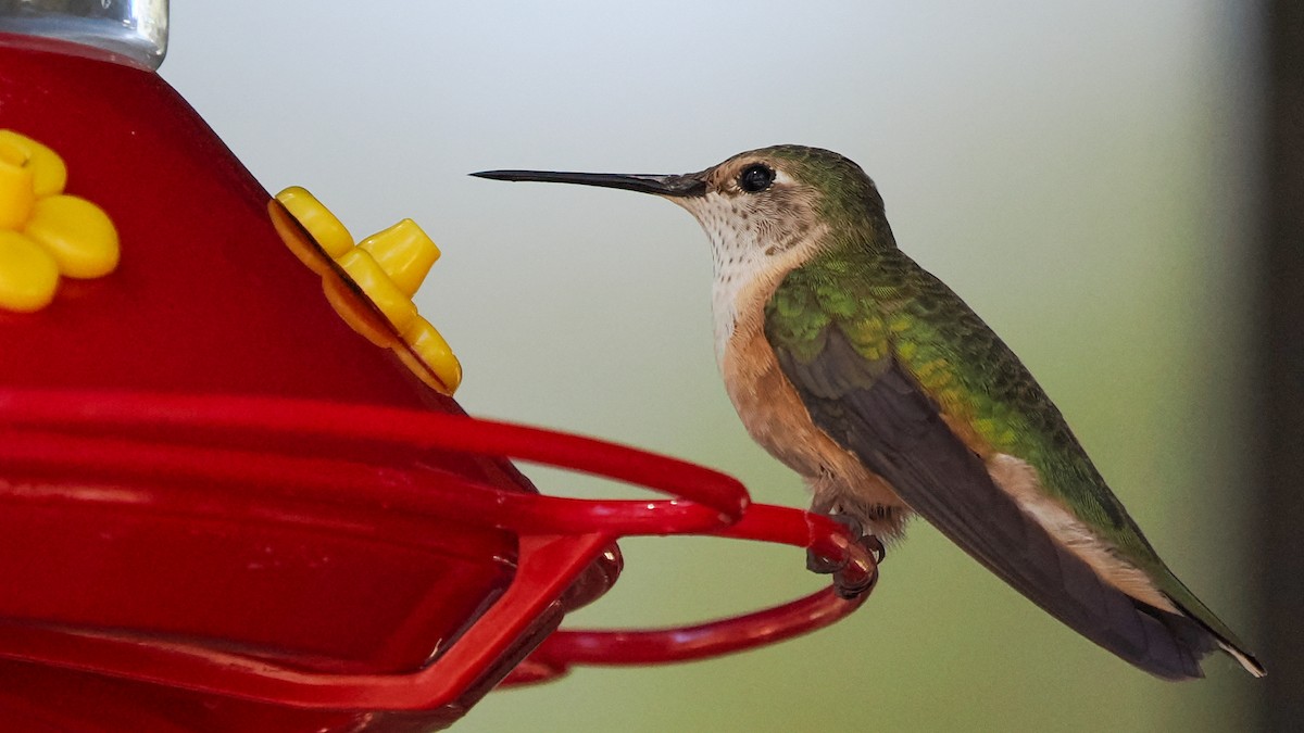 Broad-tailed Hummingbird - ML618299147
