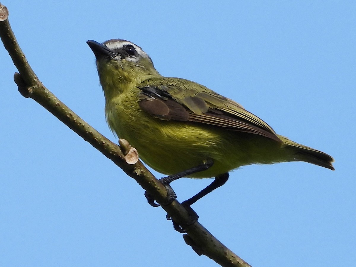 Brown-capped Tyrannulet - ML618299148