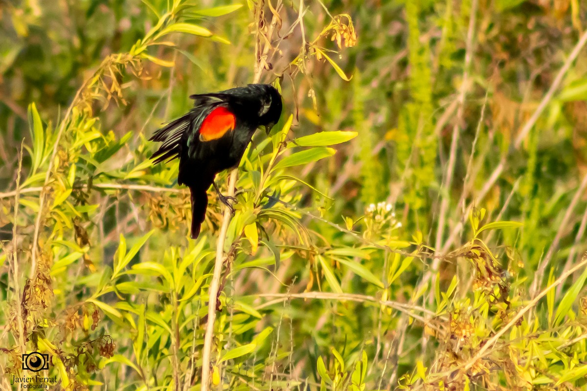 Red-winged Blackbird - Javier Ferrat