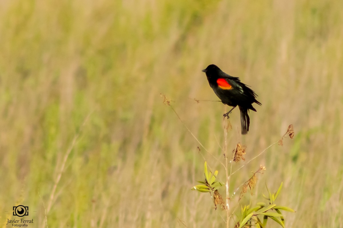 Red-winged Blackbird - ML618299154