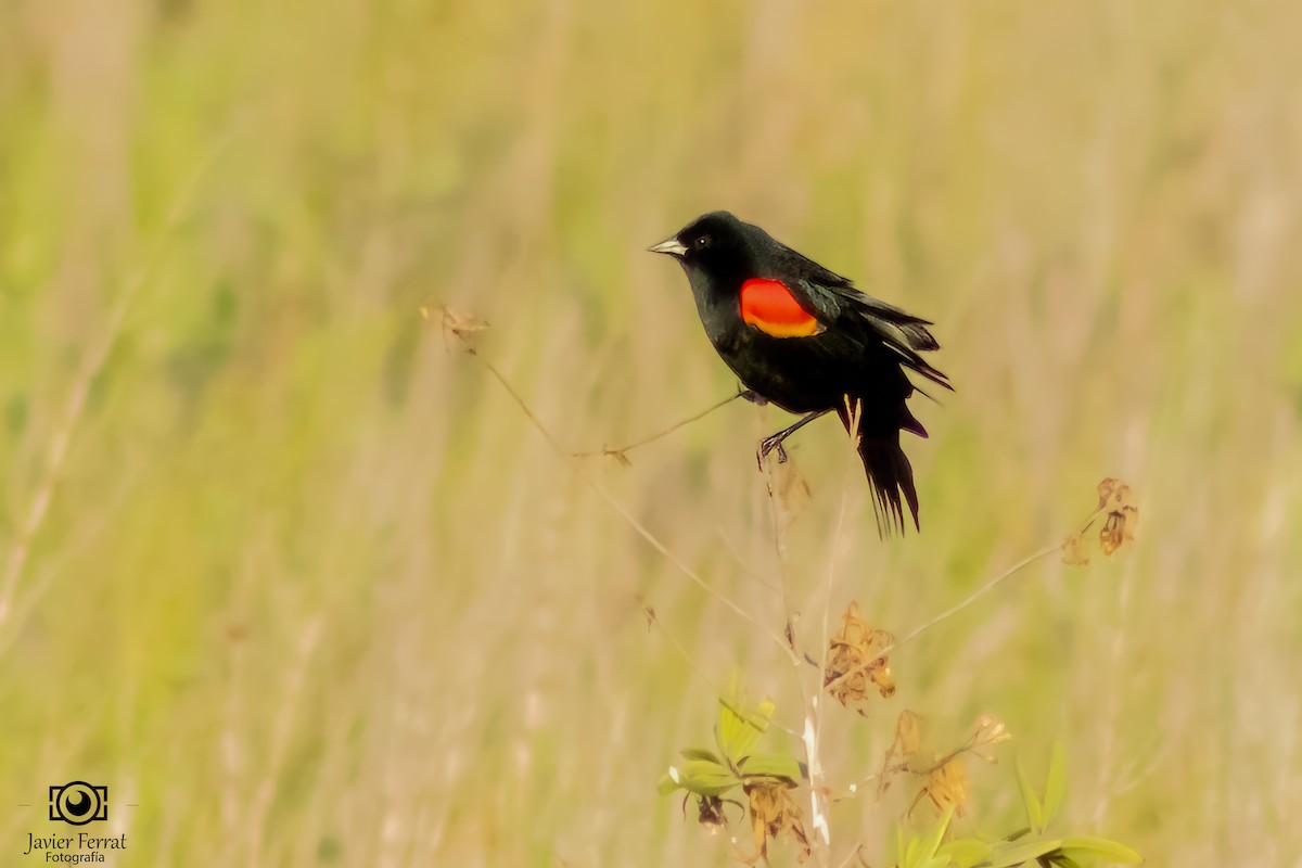 Red-winged Blackbird - ML618299156