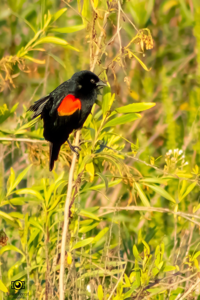 Red-winged Blackbird - ML618299158