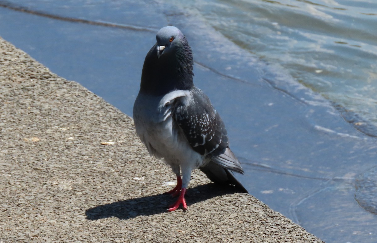 Rock Pigeon (Feral Pigeon) - ML618299162