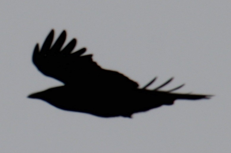 American Crow - ML618299169