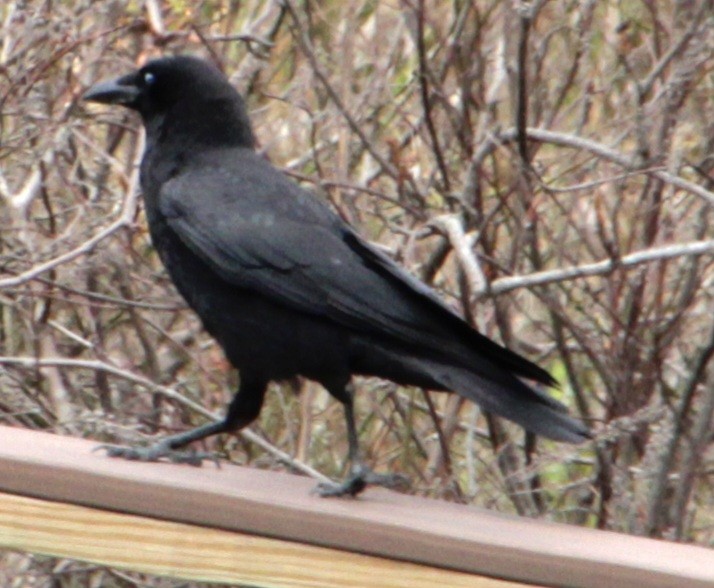 American Crow - ML618299170