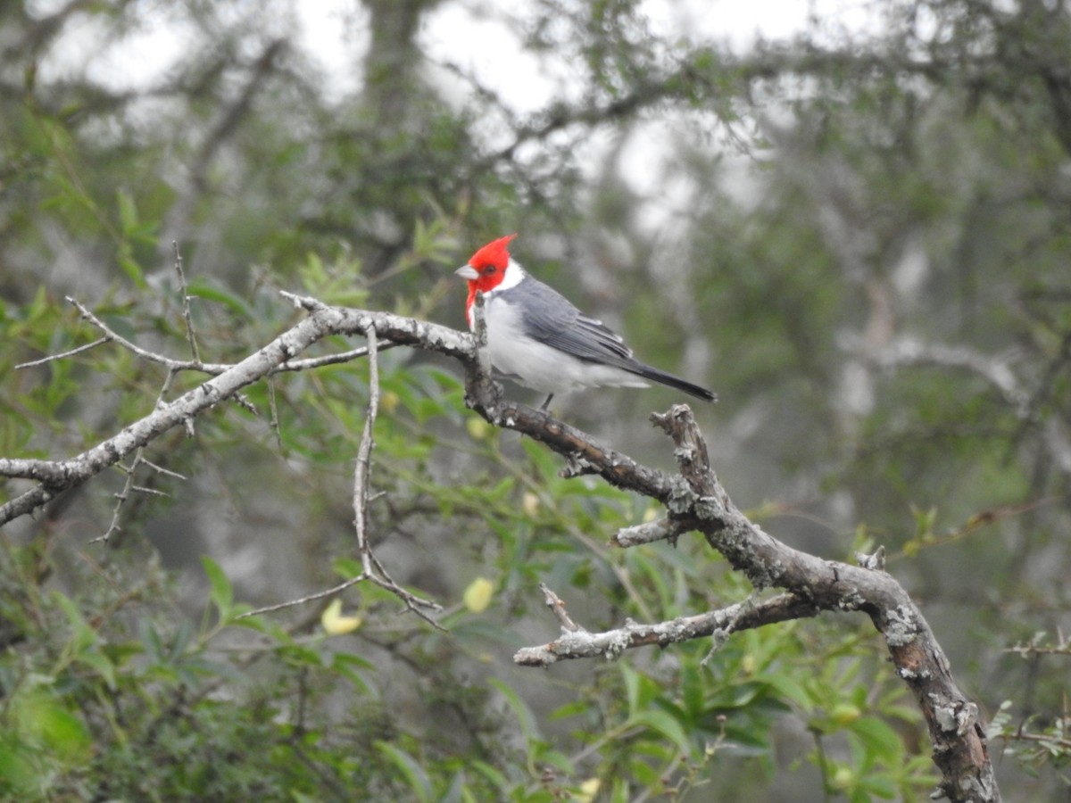 Red-crested Cardinal - ML618299194
