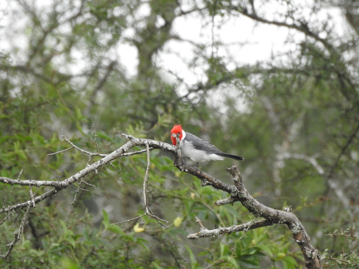 Red-crested Cardinal - ML618299195