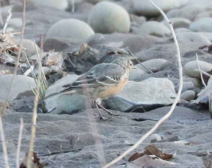 American Pipit - Bobby Brown