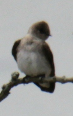 Northern Rough-winged Swallow - ML618299244