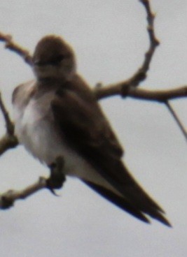 Northern Rough-winged Swallow - ML618299245