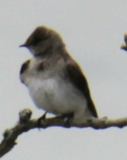 Northern Rough-winged Swallow - ML618299246