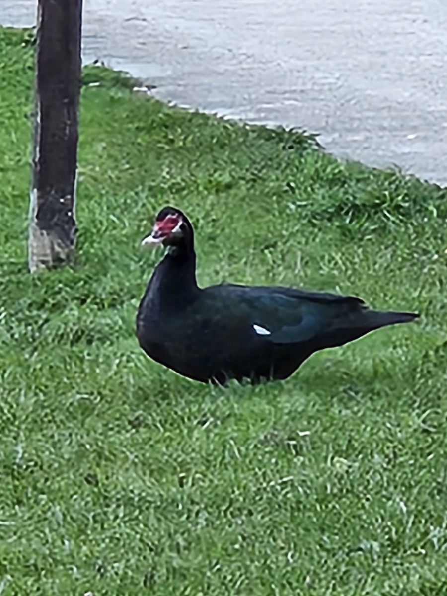 Muscovy Duck (Domestic type) - ML618299275