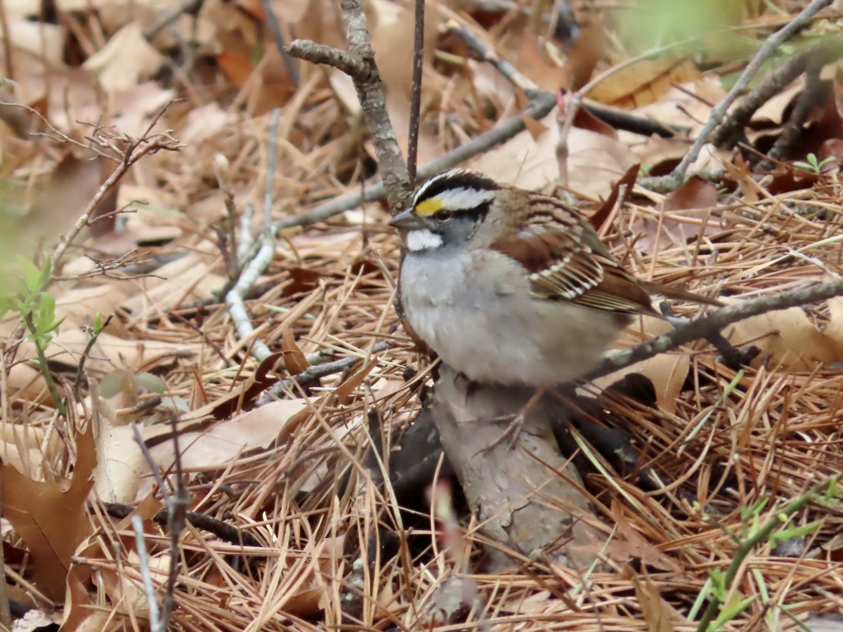 White-throated Sparrow - Marjorie Watson