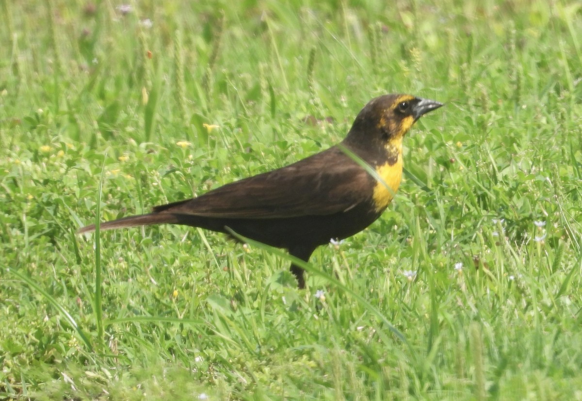 Yellow-headed Blackbird - ML618299343