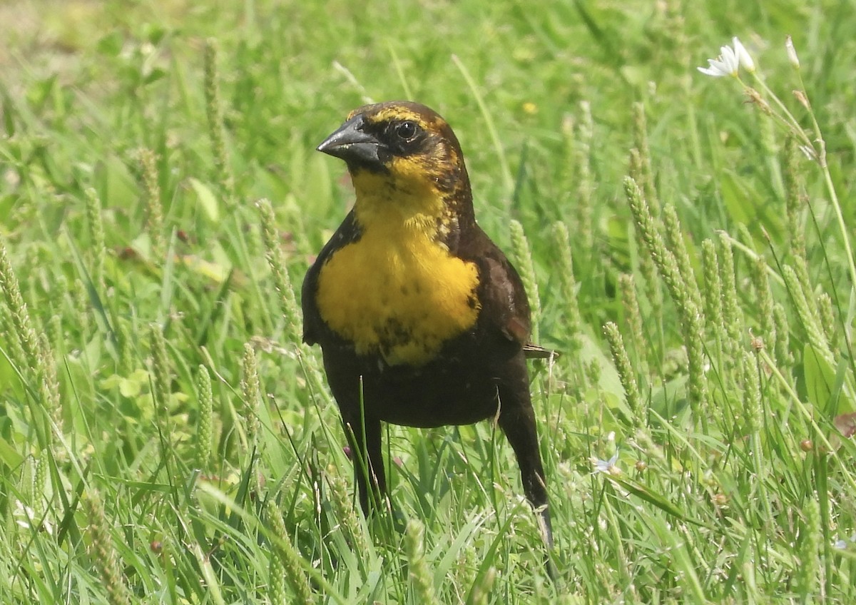Yellow-headed Blackbird - Michele Giroir